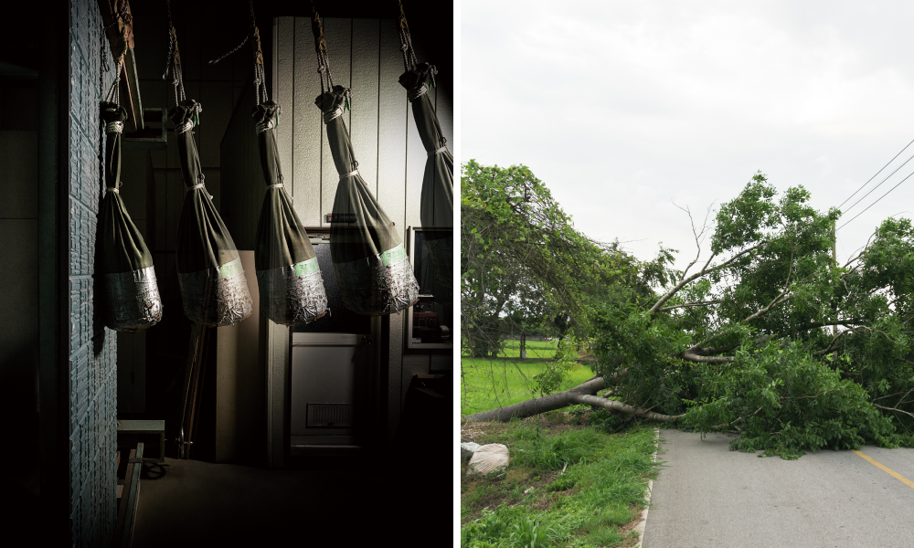 性能を検証する試験のイメージ。暴風の影響で倒れた木の写真