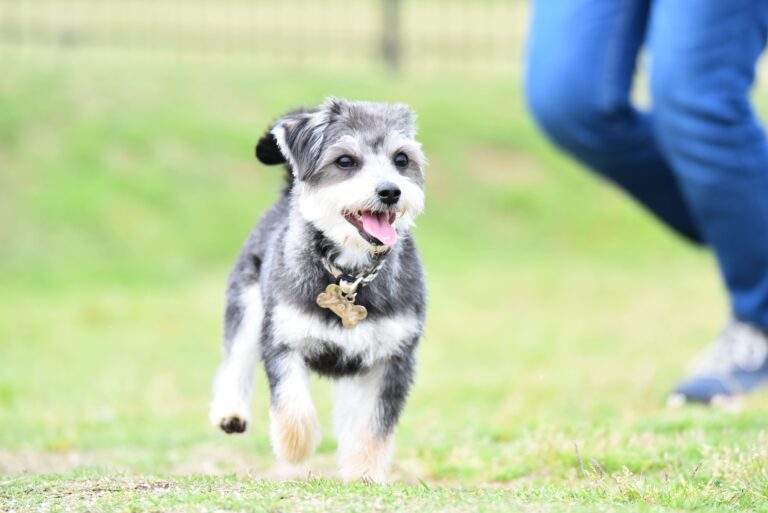 芝生を元気に走る犬