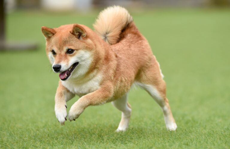笑顔で駆け寄る犬