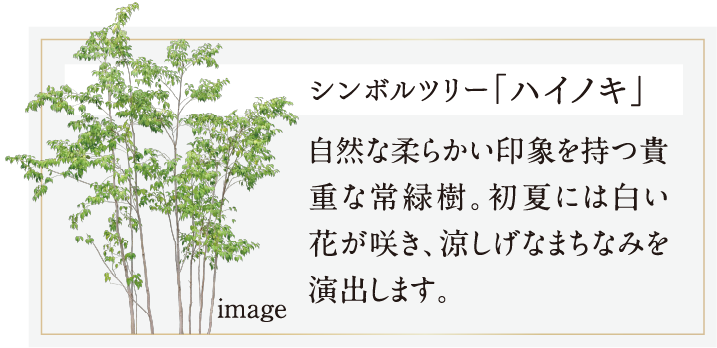 シンボルツリー「ハイノキ」自然な柔らかい印象を持つ貴重な常緑樹。初夏には白い花が咲き、涼しげなまちなみを演出します。